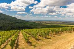 Zemlja Vina10